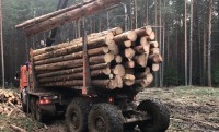 Лесам Нижнего Тагила потребовалась масштабная санитарная чистка