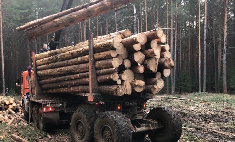 Лесам Нижнего Тагила потребовалась масштабная санитарная чистка