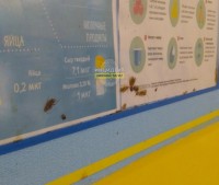Прокуратура проверит информацию о тараканах в школьной столовой Нижнего Тагила
