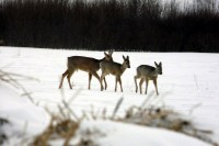 Зимний учет показал рост численности диких животных в свердловских лесах