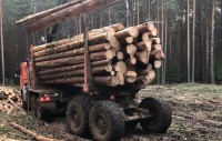 Свердловская прокуратура оспаривает рубку тысяч кубометров леса в Нижнем Тагиле