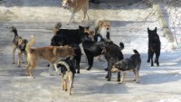 В Нижнем Тагиле отловщики подрались со сторожем недостроенного ТЦ из-за собак