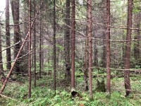 Жителям Нижнего Тагила запретили ходить в лес: документ уже подписан