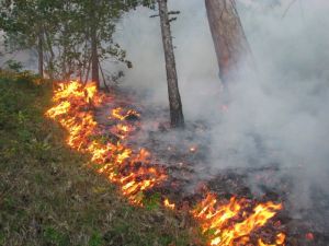 Два лесных пожара вспыхнули вчера в окрестностях Нижнего Тагила