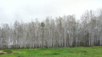 Нашествие гусениц оставило леса в Свердловской области без листьев. Что говорят учёные