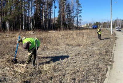 На место одного срубленного дерева в Нижнем Тагиле придут четыре новых