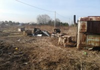 Женщина спасла десятки собак и кормит их за счет кредитов
