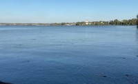 Власти опровергли информацию о массовом море рыбы в Тагильском пруду. Что произошло?
