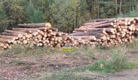 Вырубку леса в Нижнем Тагиле объяснили плановым уходом