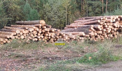 Вырубку леса в Нижнем Тагиле объяснили плановым уходом