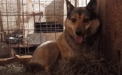 Отлов собак в Нижнем Тагиле возобновили через день после внимания Бастрыкина