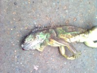В Нижнем Тагиле возле детского сада обнаружили огромную ящерицу. Ветеринары в недоумении (фото)