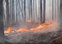 Глава Уральской авиабазы раскрыл причину рекордных пожаров в свердловских лесах