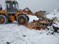 В Свердловской области перед Новым годом раздавили 1,4 тонны санкционных яблок и винограда (видео)