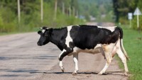 В Свердловской области ввели штрафы за выпас скота в общественных местах