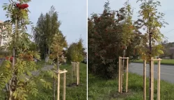 Гальянку украсят 110 рябин