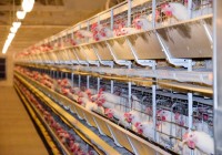 После кризиса дефицита яиц 2023 года наступил кризис перепроизводства
