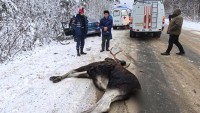 Столкновение с лосем закончилось гибелью животного и госпитализацией водителя на трассе под Тагилом