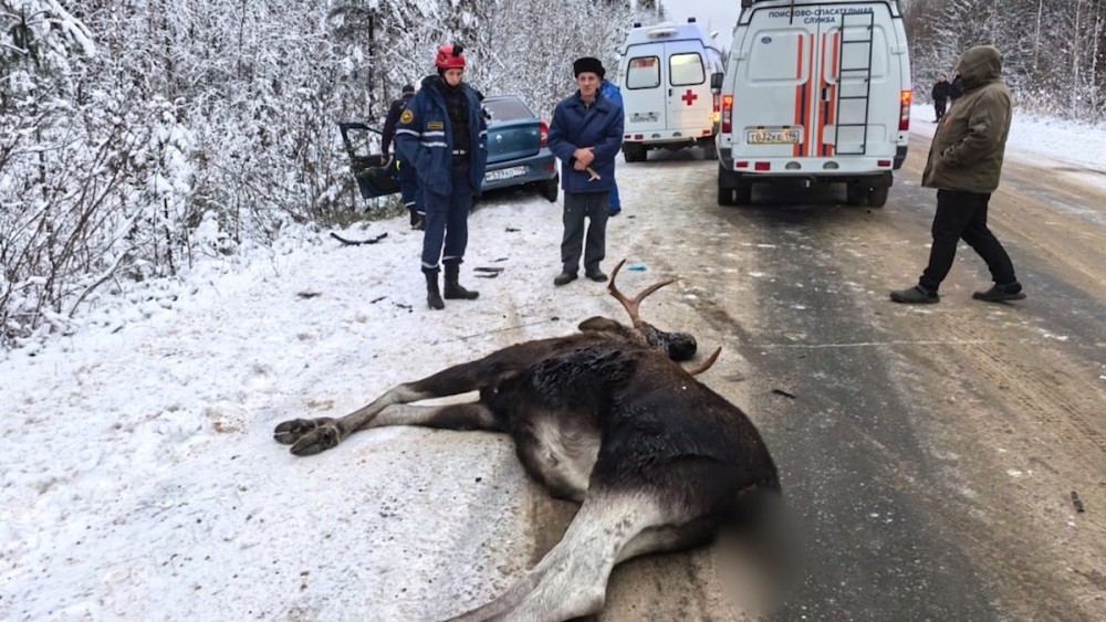 Столкновение с лосем закончилось гибелью животного и госпитализацией водителя на трассе под Тагилом
