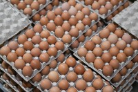 Названа цена куриных яиц из Ирана и Турции