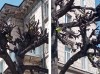 Тагильская администрация показала листочки на умирающих после обрезки деревьях