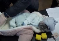 В Нижнем Тагиле закладчица замаскировала кошку под грудного ребёнка (видео)