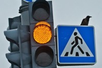 Тагильские водители попросили отключать светофоры на ночь. Ответ администрации