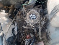 Птица свила гнездо под капотом машины: фото