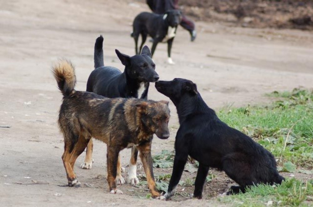 Нижний Тагил — аномальная зона бездомных собак