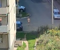 На Вагонке голый мужчина гулял по улице, а на Тагилстрое бросался на автомобили (видео)