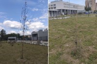 Общественники пожалуются в мэрию на погибшие деревья на новой набережной Нижнего Тагила